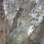 La Canonica Manciano