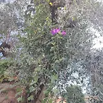 Apartman La Canonica