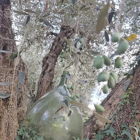 La Canonica מנצ'יאנו