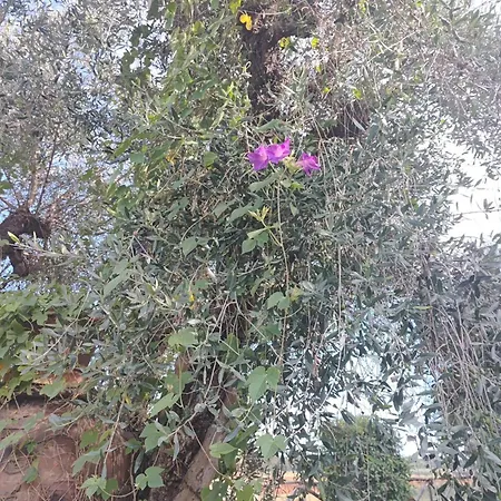 דירה La Canonica